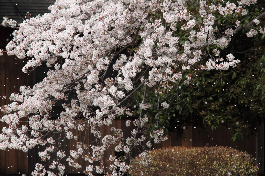護国神社の桜雪崩