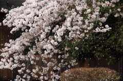 護国神社の桜雪崩