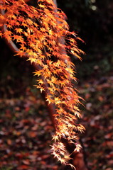 零れ落ちる紅葉