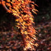 零れ落ちる紅葉