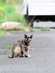 のらねこ