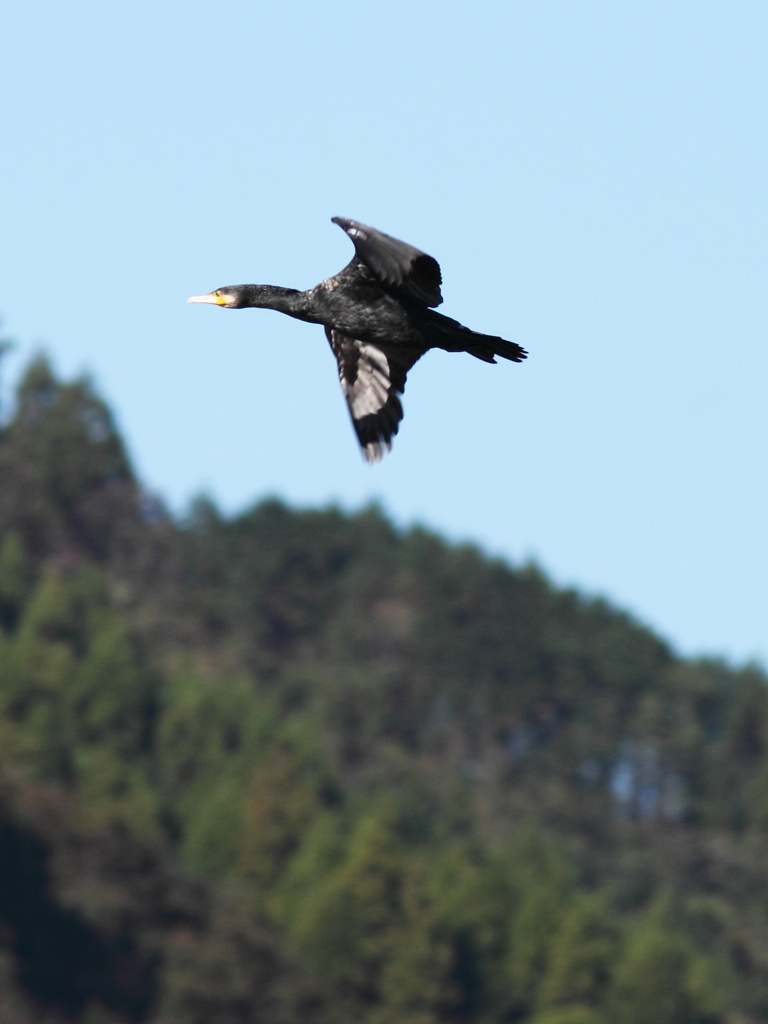 カワウ日和・山を横目に