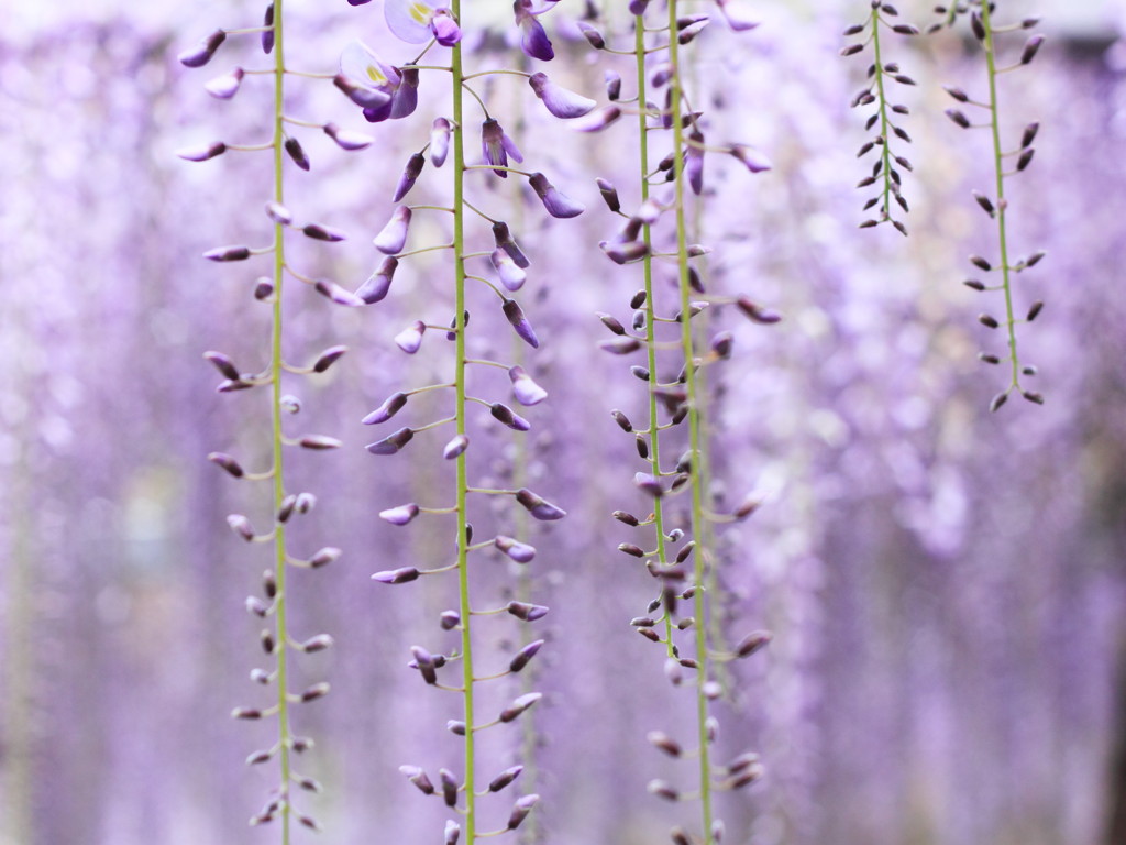 Purple in Purple