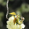 bouquet-鬱金桜-