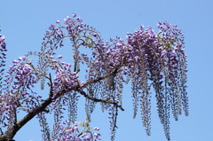 Wisteria8 blue sky