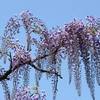 Wisteria8 blue sky
