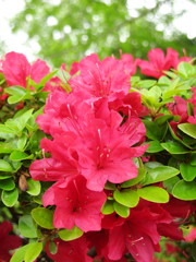 Satuki azalea2