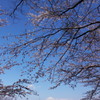 霊峰へ向かって