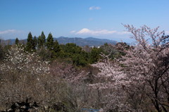 雲たなびき花開く