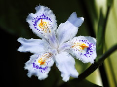 Iris japonica 2012