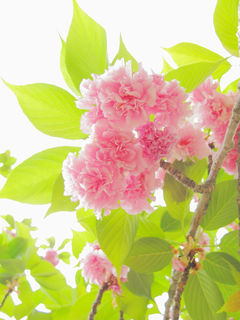 Pastel colors