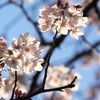 花灯