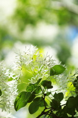 Green and White4