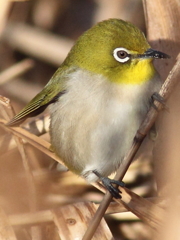 萌・メジロ様その2