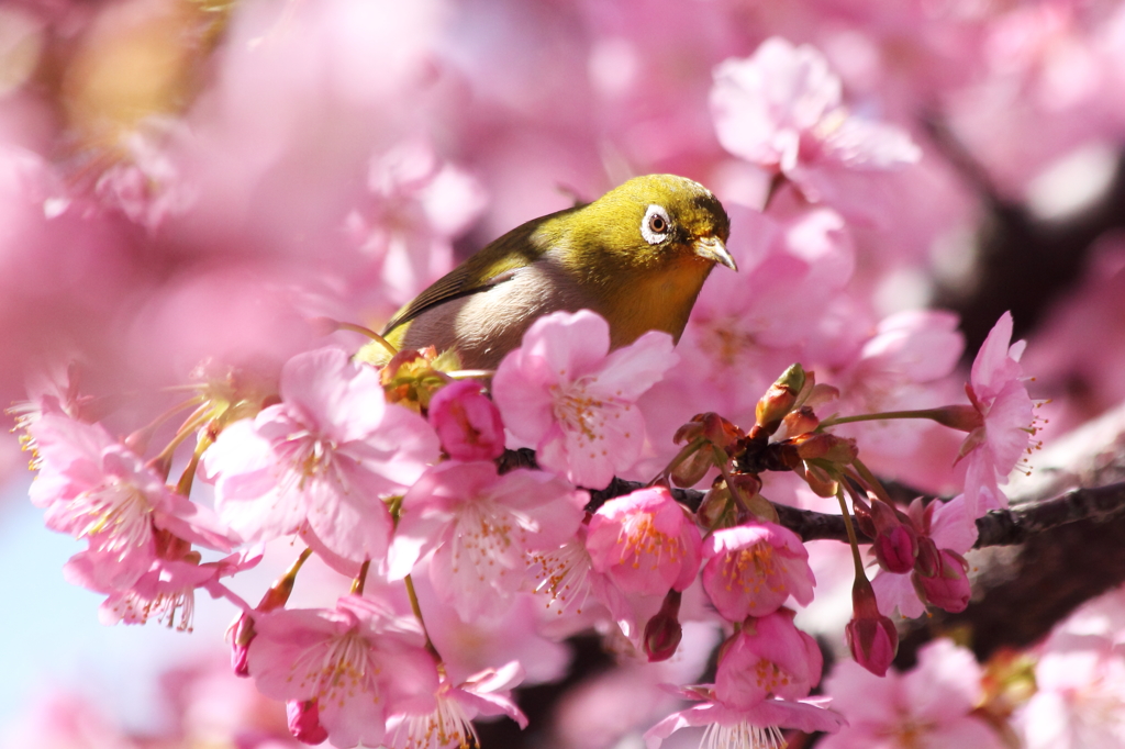 花霞