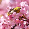 花霞