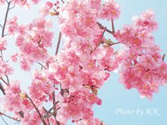 河津桜まつり（珍しい八重花）