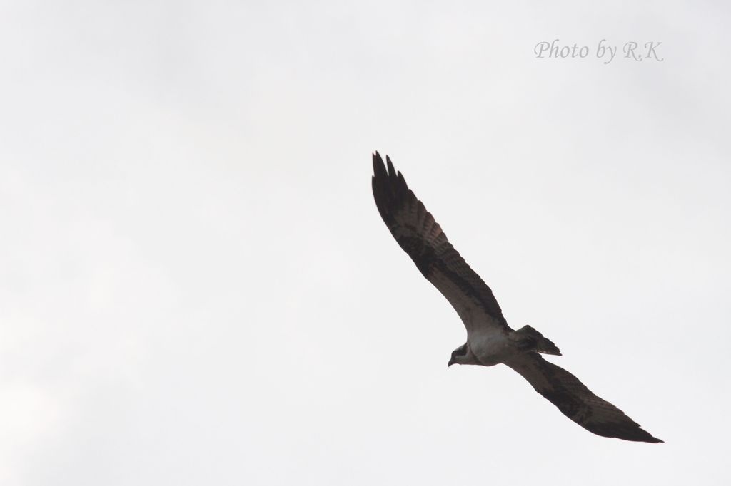 ちょいと絵画風の構図で