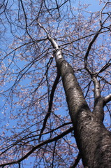 そびえ立つ染井吉野