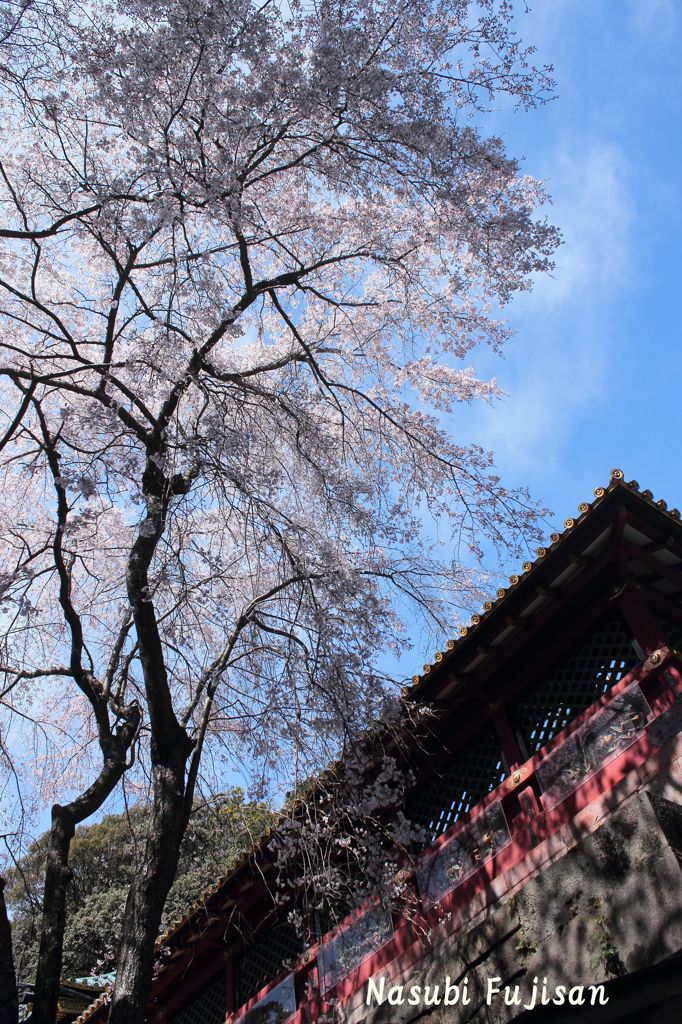 春の久能山東照宮