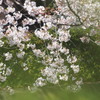 春霞@新緑