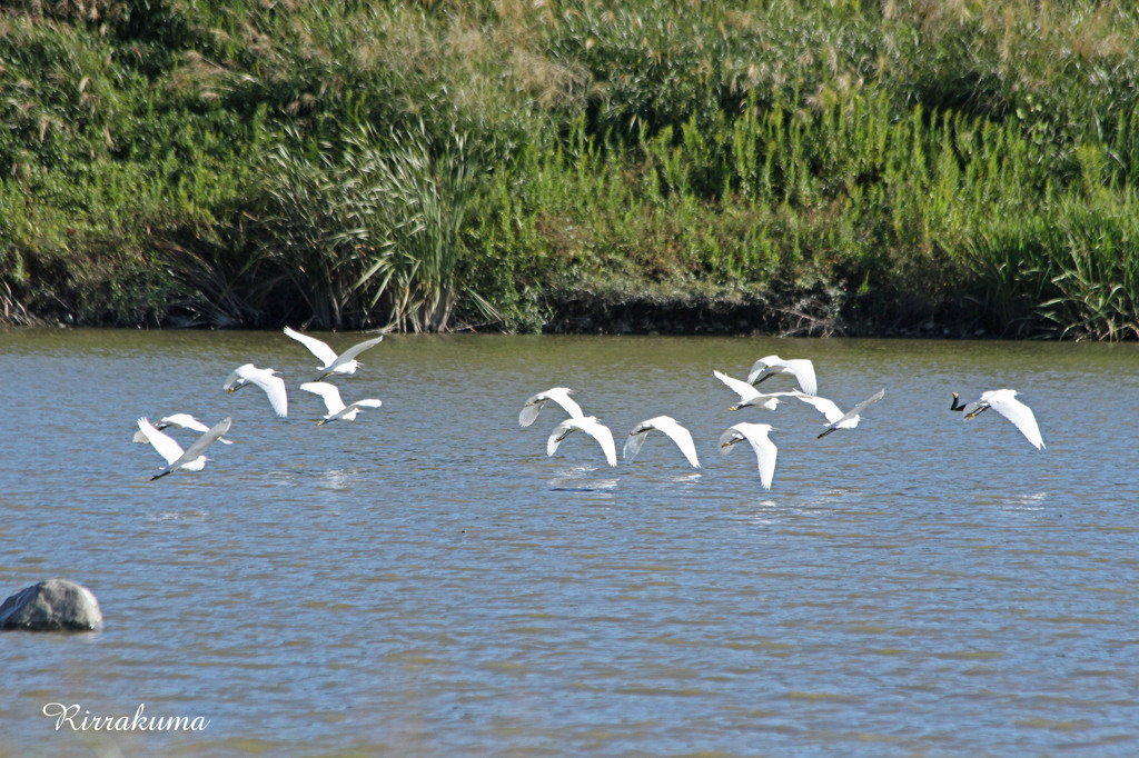 コサギ飛行隊・離陸