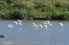 コサギ飛行隊・離陸
