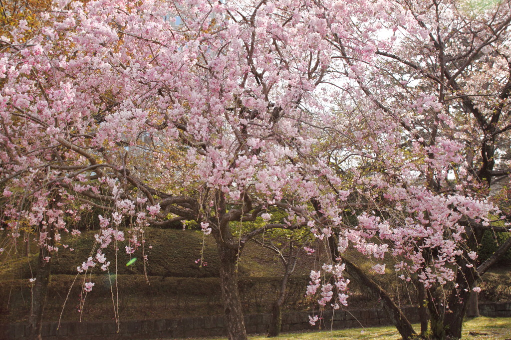 花の盛り