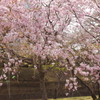 花の盛り