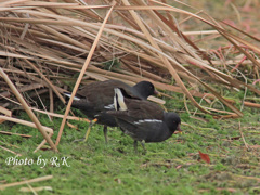 バンちゃんの日常（成鳥・お、メシみっけ）