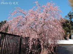 修禅寺そばの枝垂れ梅