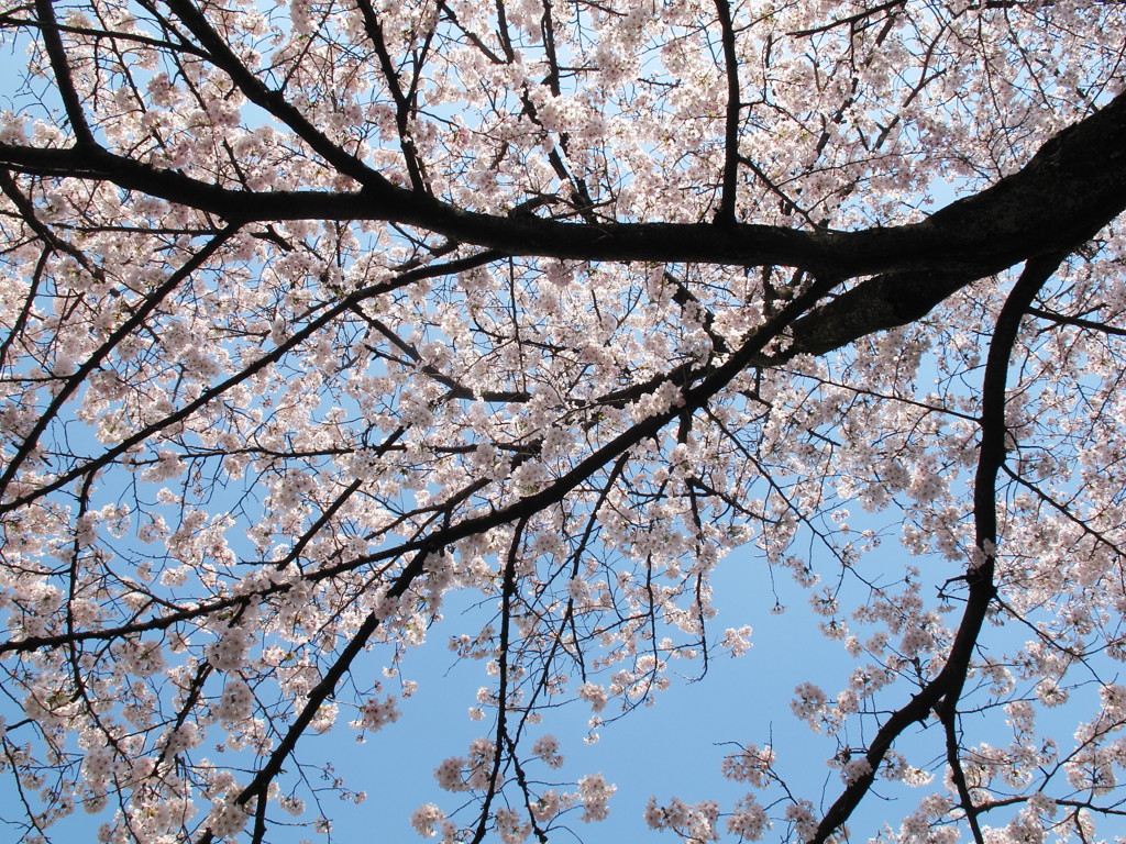 満開の桜