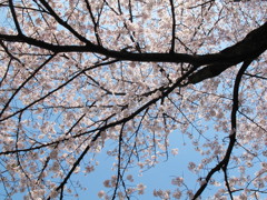 満開の桜