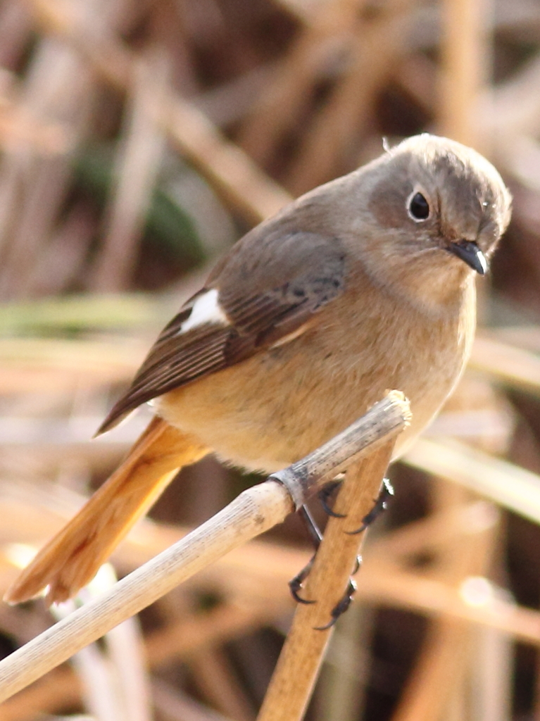 萌・おジョウ様その2