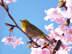 春告げ鳥2012