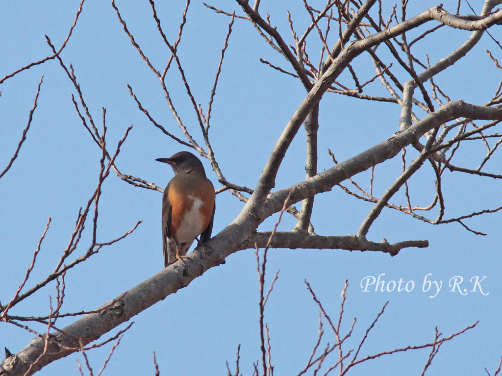 つれないなあ、アカハラさん