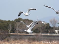 カモメが飛ぶ！（漢のMFじゃ！）