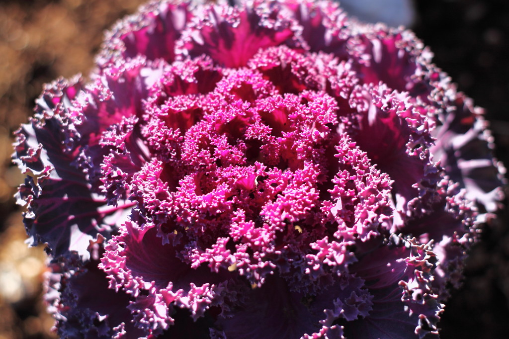 A purple cale