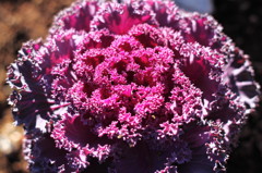 A purple cale