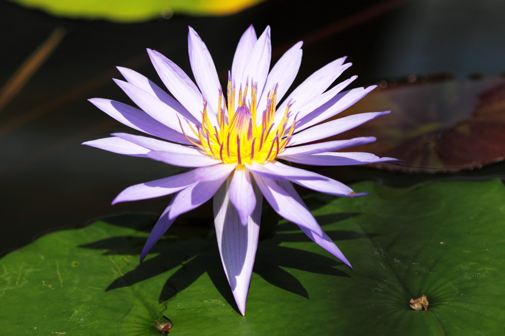 A Water Lily -light and shadow1-