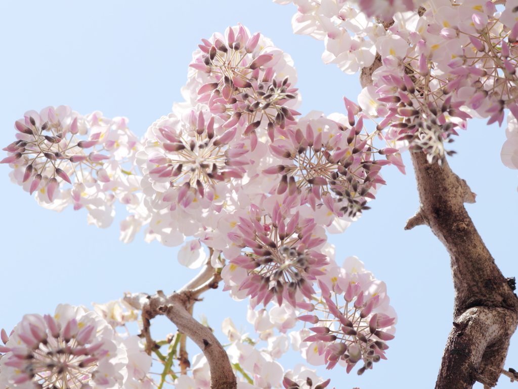 Wisteria13