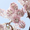 Wisteria13