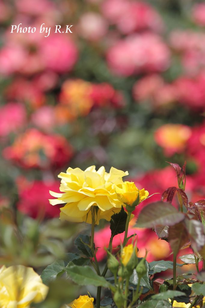 薔薇・カラフル
