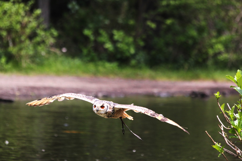 Flying owl 2