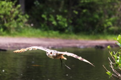Flying owl 2