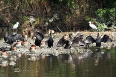 カワウの集会