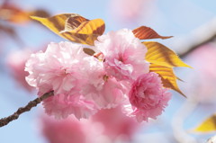 八重の桜