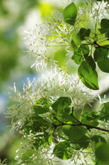 Green and White3