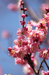 Spring has come -red plum blossoms-