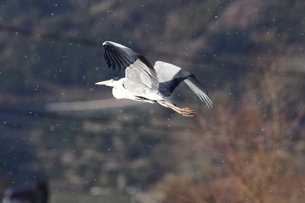 Fly in snow